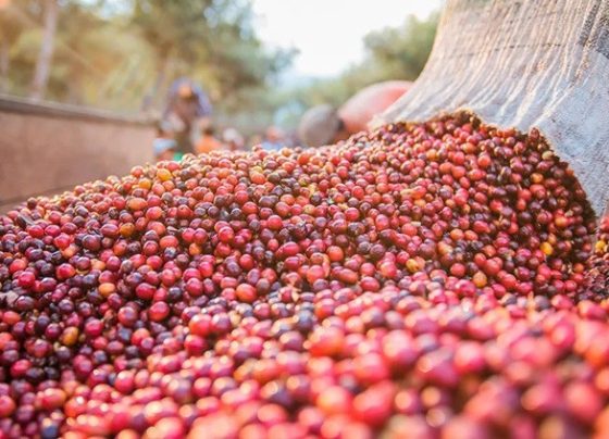 Exportações de café do Brasil crescem 9,9% em julho