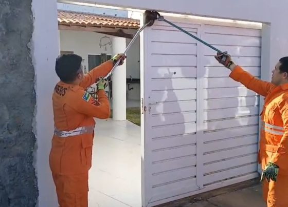 Jibóia é capturada em portão de residência no bairro Robalo, em Aracaju