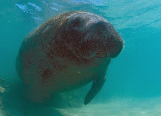 Justiça Federal acolhe pedido do MPF e determina medidas emergenciais para proteger peixe-boi Astro em Sergipe
