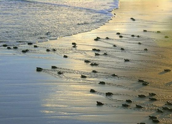 Ninhos de tartarugas marinhas aumentam 20% no litoral de Sergipe após ações contra fotopoluição