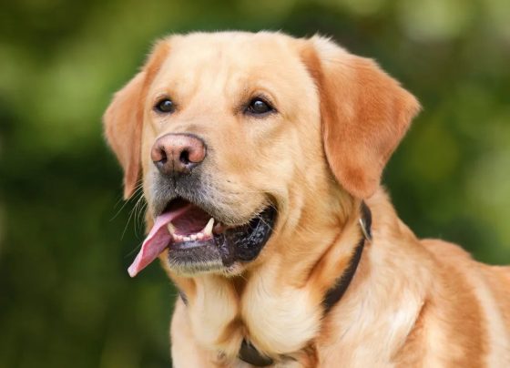 No Agosto Caramelo, o alerta: maus-tratos contra animais vão além da agressão