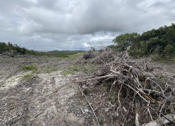 Operação Mata Atlântica em Pé 2026 autua quase 100 hectares de desmatamento ilegal em Sergipe