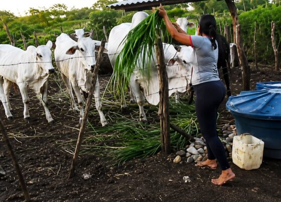 Participação feminina no Agroamigo representa 53% em Sergipe