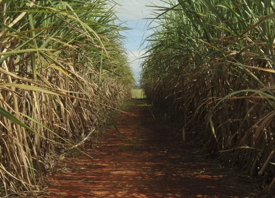 Safra de cana-de-açúcar deve crescer 4,7% em relação ao ano de 2025