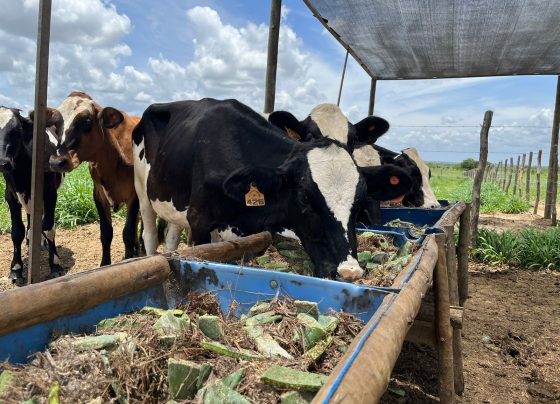 Sergipe recebe Rally Forrageiras para o Semiárido com tecnologias para fortalecer a pecuária leiteira