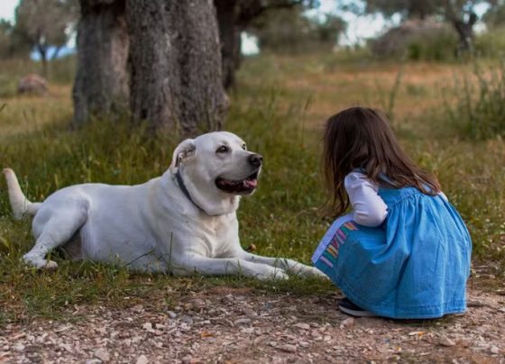 Seu filho quer um cachorro? Estudo mostra o que importa nessa relação