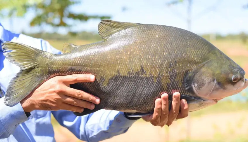 1º Festival Amazônia no Prato transforma sabores da floresta em experiências da alta gastronomia