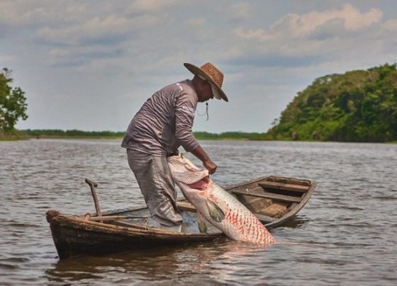 Amazônia abriga 15% dos peixes de água doce do mundo