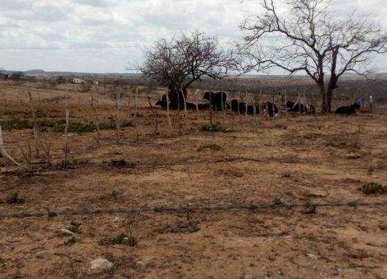 Boletim alerta para avanço da seca e risco de incêndios em Sergipe