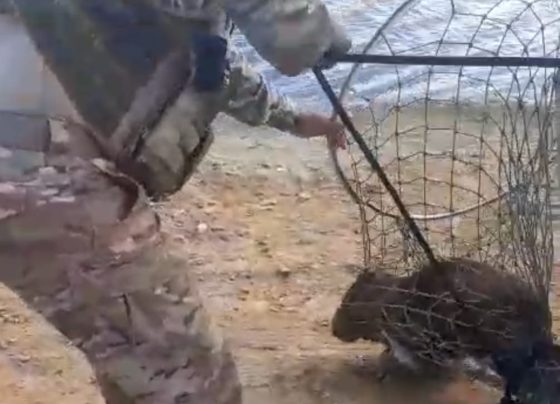 Bombeiros e Batalhão de Caatinga resgatam capivara em Nossa Senhora da Glória