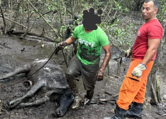 Bombeiros resgatam uma vaca atolada em área de mangue, em Socorro