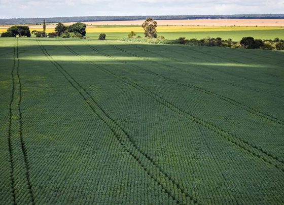 CMN amplia renegociação de dívidas rurais ligadas a eventos climáticos