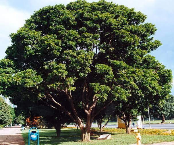 Com a chegada da primavera, é celebrado o Dia da Árvore no Brasil nesta segunda-feira (21)