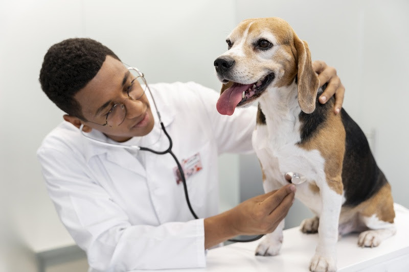 Como identificar e tratar problemas cardíacos em pets