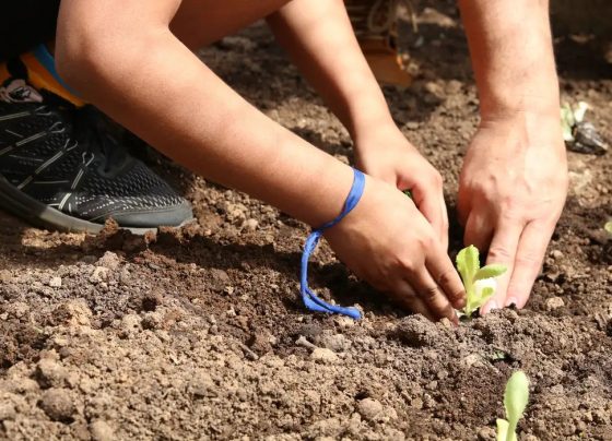 Entidades pedem apoio de candidatos em defesa da agroecologia