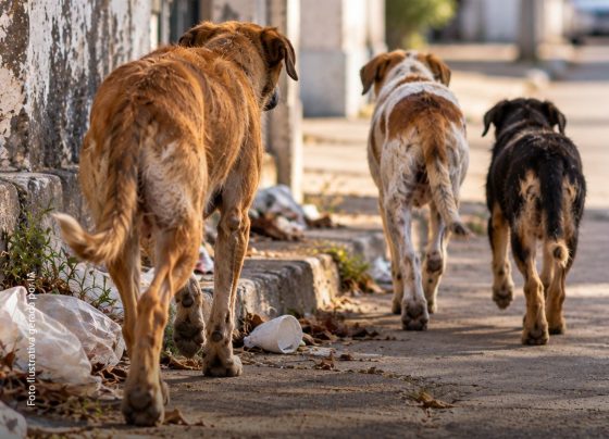 MPSE obtém decisão liminar para que Município de Capela implemente política de proteção animal