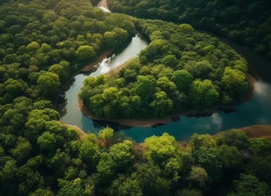 Mais de 30 instituições se unem para fortalecer bioeconomia e pequenos negócios da Amazônia