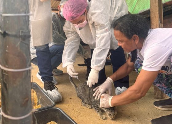 Parceria apoiada pelo MPF leva assistência veterinária a animais acolhidos  em São Cristóvão