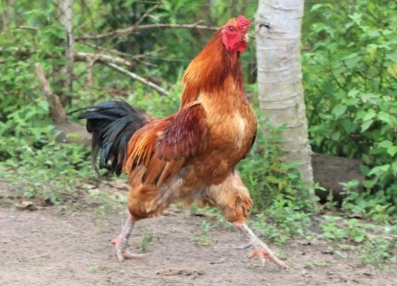 Por que o galo canta antes do amanhecer? Som marca território e revela hierarquia