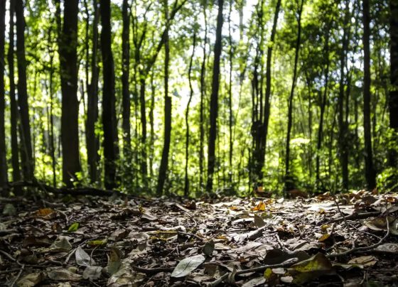 Produção florestal no país alcança recorde de R$ 47,9 bilhões em 2025