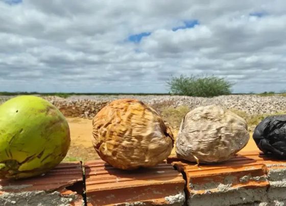 Resíduos de coco ganham nova função na agricultura do RN