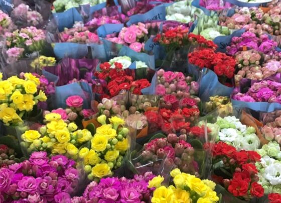 Feira de Flores de Holambra movimenta Aracaju com mais de 200 espécies