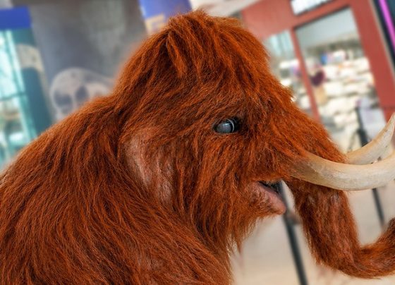Shopping Jardins promove encontros inéditos com Mamute e Mamutinho