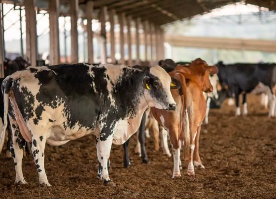 UE suspende carnes do Brasil; entenda impacto e próximos passos