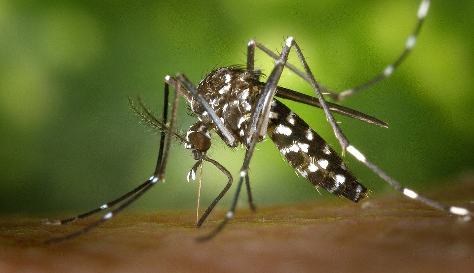 Aedes aegypti: quase metade dos municípios brasileiros está em alerta ou risco