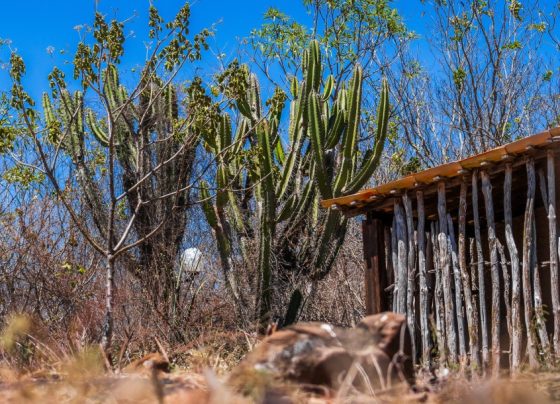 Boletim do El Niño aponta seca grave em quatro municípios do Alto Sertão sergipano