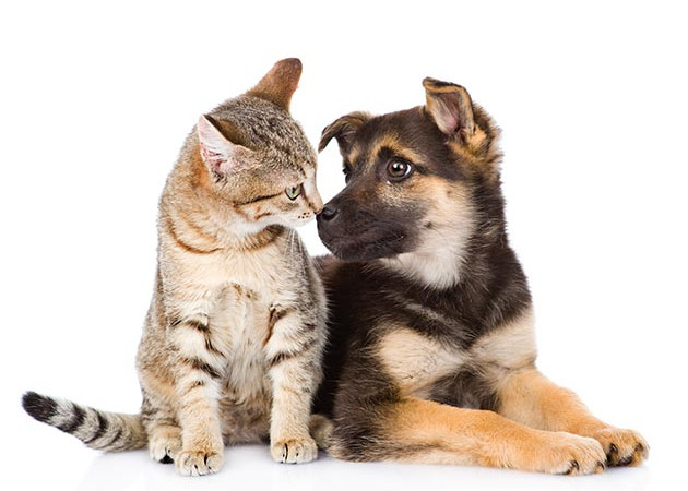 Cães e gatos: por que não podem receber os mesmos cuidados de saúde