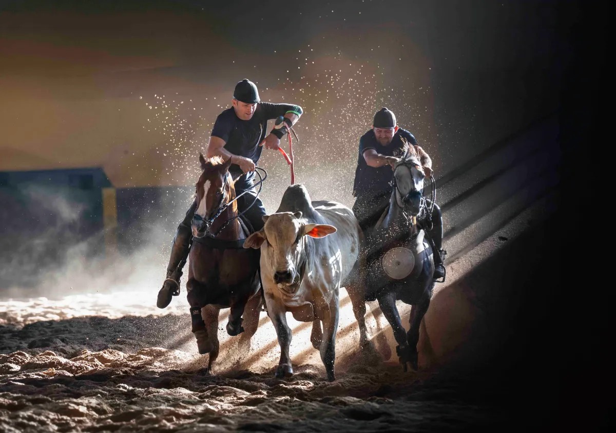 Cultura e tradição: 25 de outubro celebra vaquejada, vaqueiros, pega de boi no mato e cavalgada