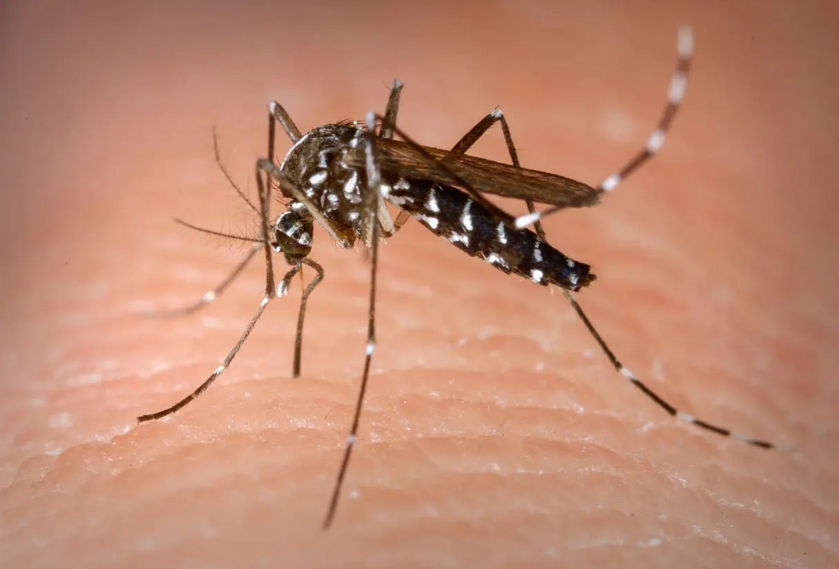 Dengue grave: estudo do Einstein mapeia impacto da doença em UTIs brasileiras