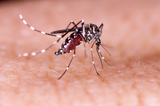 Mudanças climáticas já causam aumento de doenças infecciosas no país