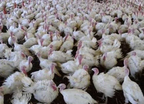Países suspendem importações de carne de aves do Brasil por foco da doença de Newcastle