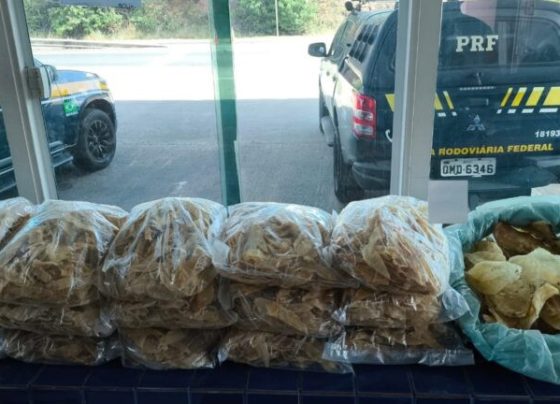 Polícia Rodoviária Federal e Ibama apreendem carga irregular de pescados na BR-101, em Estância