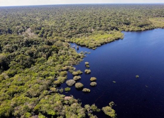 Queda de desmatamento no Brasil gera R$ 1,16 trilhão à economia global