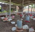 Adema flagra criação e abate clandestino de aves em Itaporanga