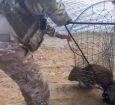 Bombeiros e Batalhão de Caatinga resgatam capivara em Nossa Senhora da Glória