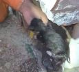 Bombeiros resgatam dois filhotes de gato presos em tubulação em Aracaju