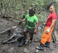 Bombeiros resgatam uma vaca atolada em área de mangue, em Socorro