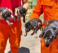 CBM resgata quatro filhotes presos em manilha de águas pluviais em Aracaju